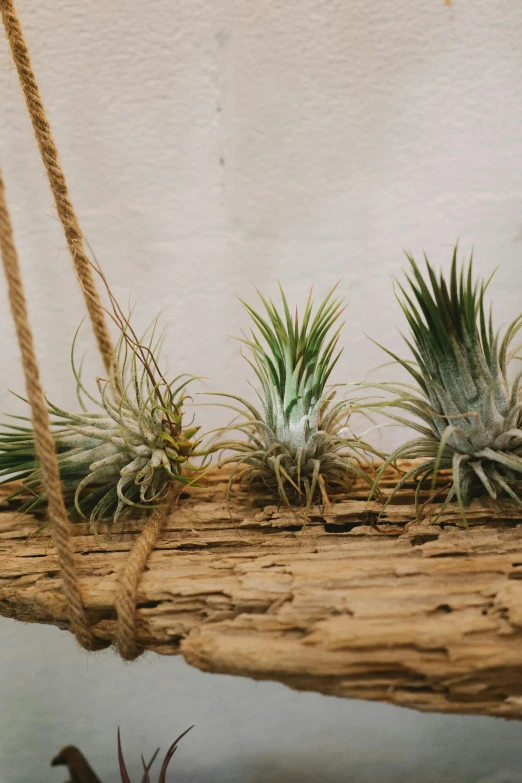 a wooden hanging planter filled with air plants, by artist, rope bridge, in a row, texture detail, pineapples