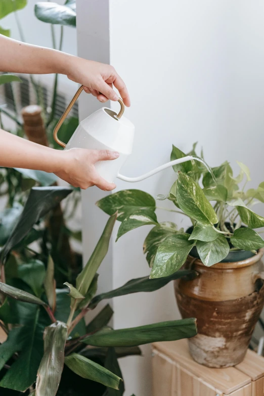 a woman pouring water on a potted plant, unsplash, white with gold accents, sustainable materials, white sweeping arches, detailed wide shot