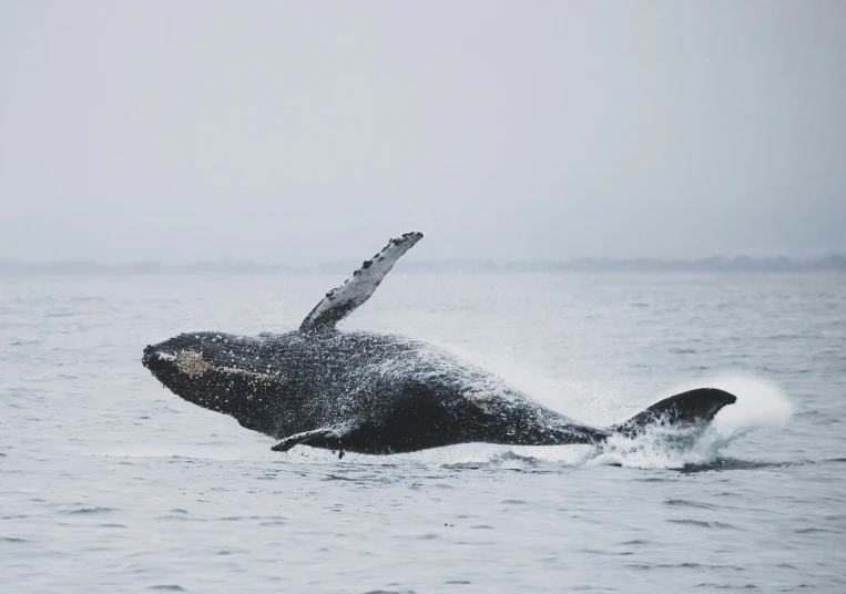 a humpback whale jumping out of the water, pexels contest winner, hurufiyya, minimalist, turtle, inuit heritage, who is born from the sea