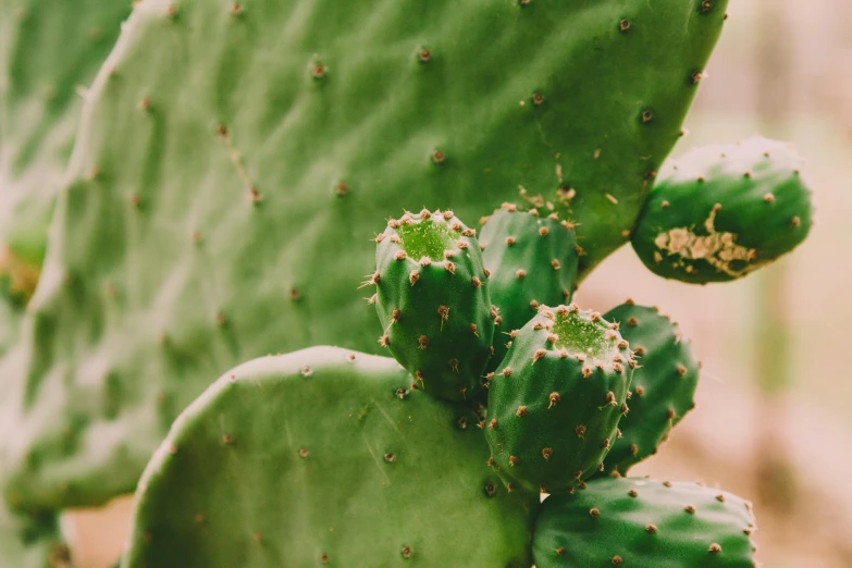 a close up of a cactus plant with green leaves, a photo, trending on pexels, 🤠 using a 🖥, ready to eat, instagram post, mexican