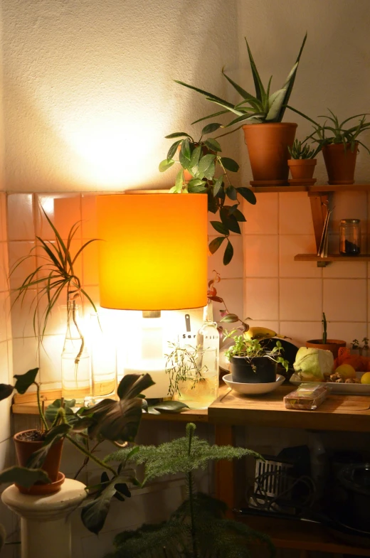 a kitchen filled with lots of potted plants, a still life, inspired by Elsa Bleda, unsplash, orange lamp, night light, yellow, soft shade