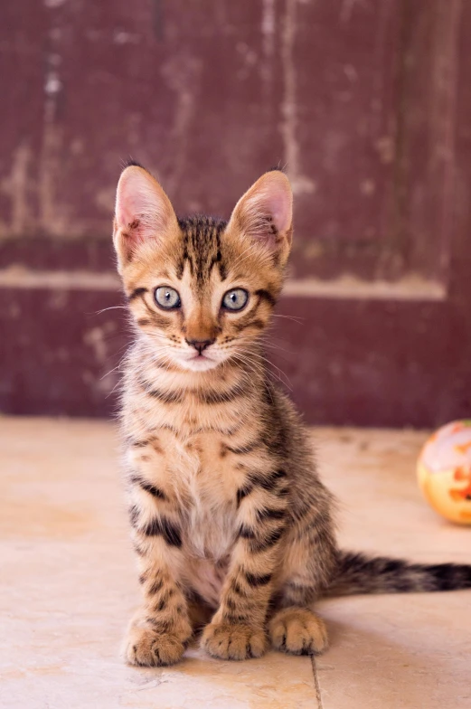 a kitten sitting on the floor looking at the camera, a portrait, by Gwen Barnard, shutterstock contest winner, madagascar, square, moroccan, a tall