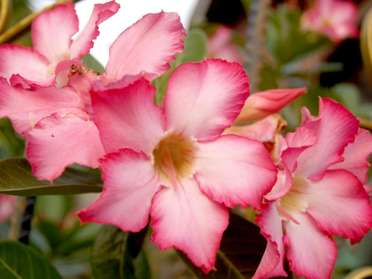 a close up of some pink flowers on a plant, exotic wonder, cyarine, fan favorite, white and pink