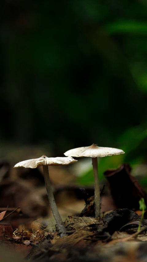 a group of mushrooms sitting on top of a forest floor, a macro photograph, by Adam Chmielowski, ilustration, tall shot, adult pair of twins, slide show