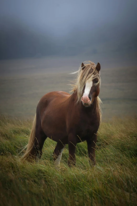 a brown horse standing on top of a lush green field, windy hair, paul barson, fierce - looking, no cropping