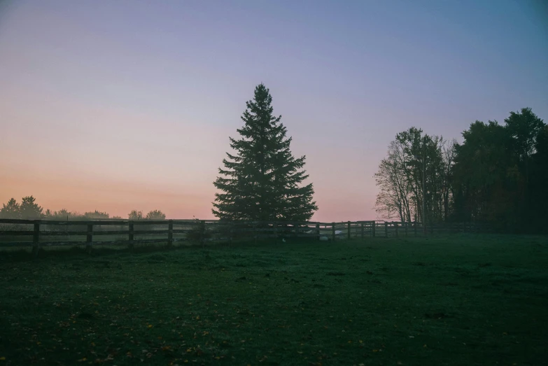 a field with trees in the distance and a fence in the foreground, an album cover, inspired by Elsa Bleda, unsplash contest winner, pine tree, at gentle dawn pink light, black fir, big green tree