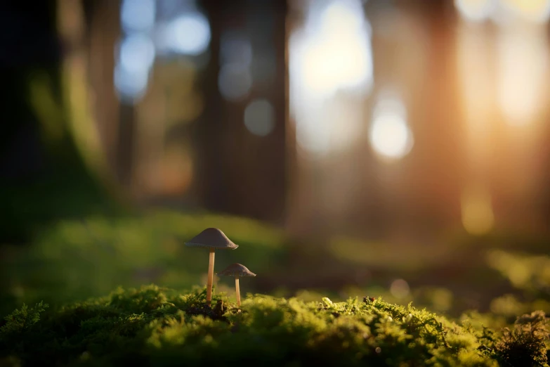 a small mushroom sitting on top of a moss covered ground, a tilt shift photo, unsplash contest winner, magical realism, magicavoxel cinematic lighting, mushroom trees, alessio albi, lit in a dawn light