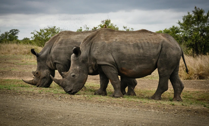 two rhinos standing next to each other on a dirt road, by Jan Tengnagel, pexels contest winner, ::