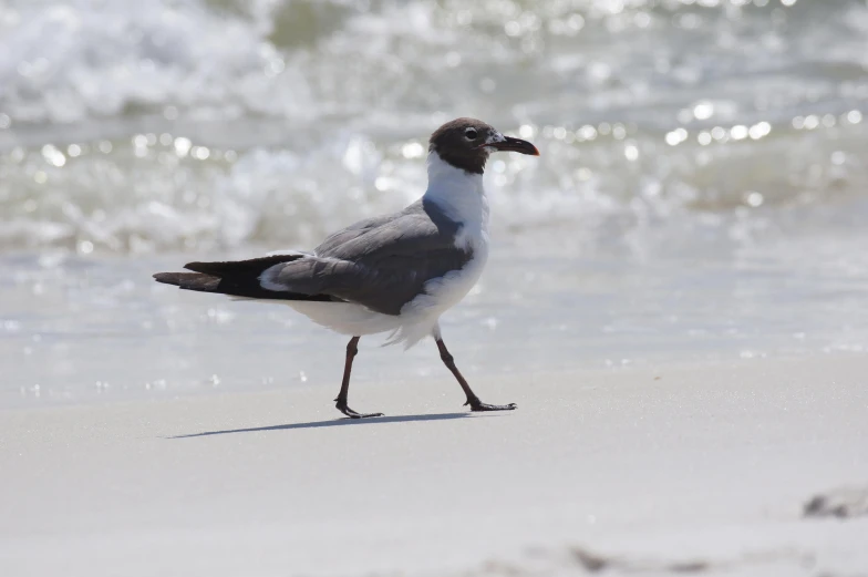 a close up of a bird on a beach near the water, walking on the sand, the emerald coast, high res photo, grey