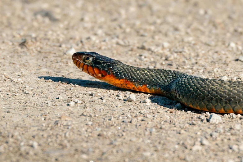 a close up of a snake on a dirt ground, by Adam Marczyński, pexels contest winner, cobra, black and orange, standing bravely on the road, blue, rounded beak