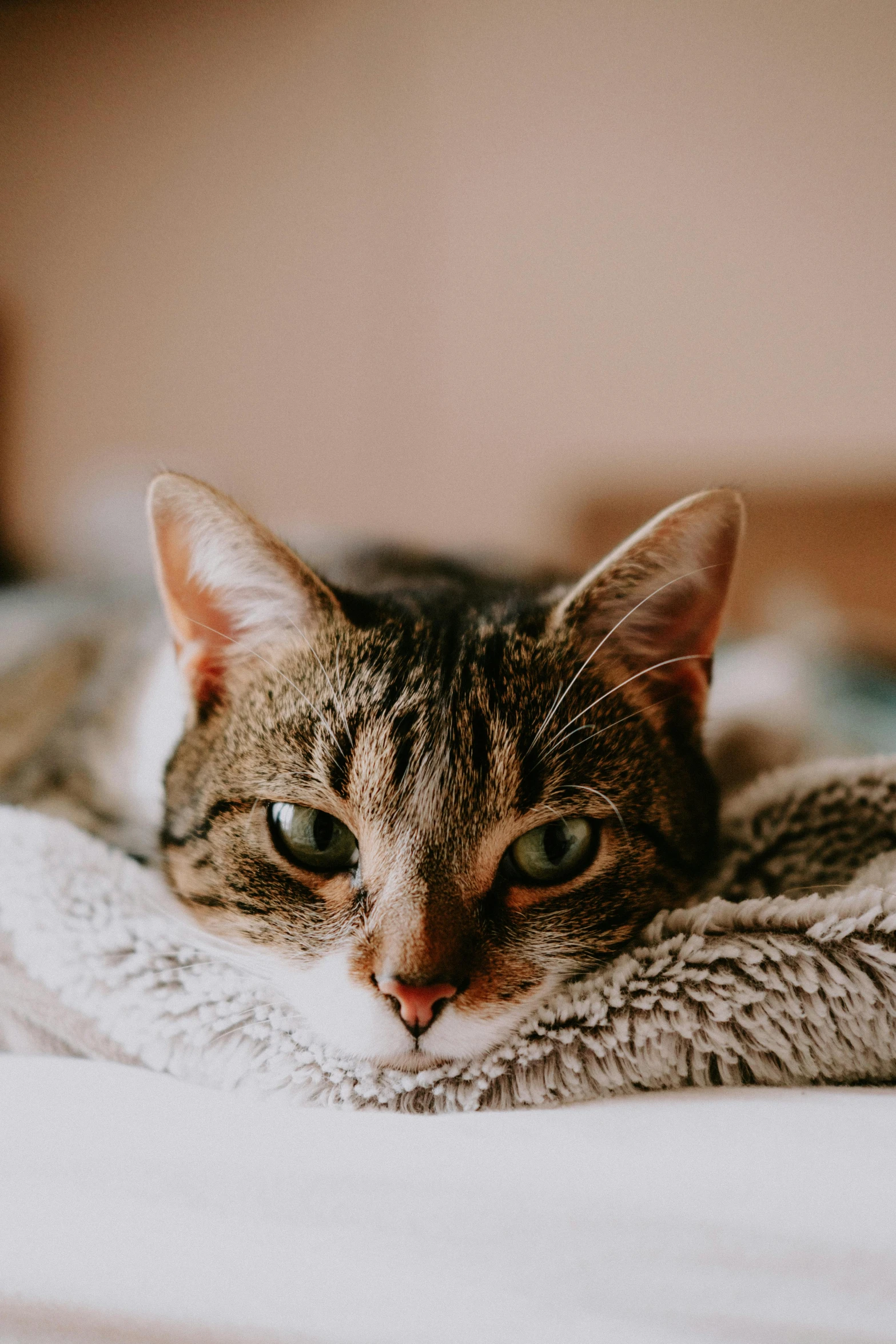 a cat laying on top of a blanket on a bed, a picture, trending on pexels, head shot, commercially ready, gif, serious