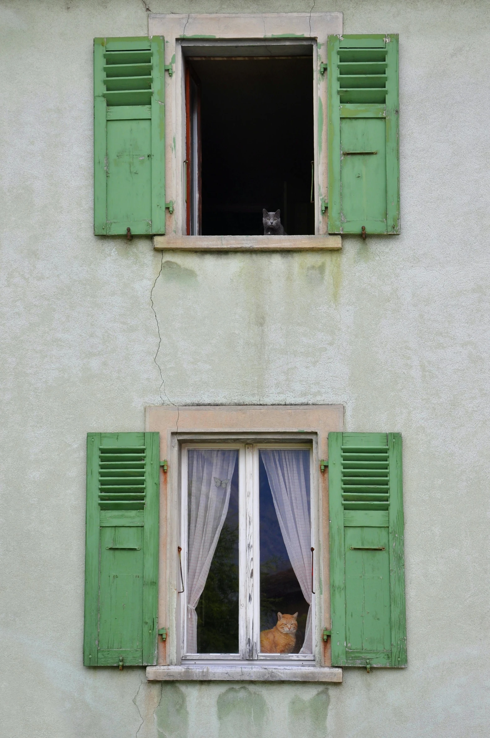 a cat sitting in a window with green shutters, renaissance, in the swiss alps, pareidolia, two stories, close-up!!!!!