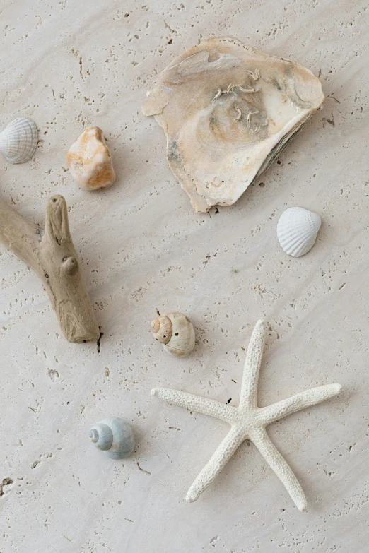 a beach scene with shells and starfishs on the sand, unsplash, minimalism, exquisite marble details, 1 5 9 5, white, driftwood