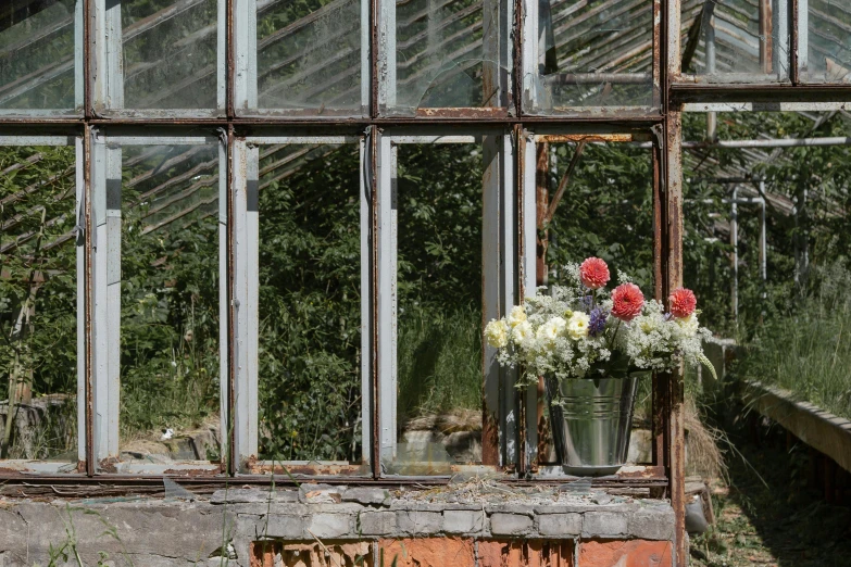 a bunch of flowers sitting on top of a window sill, inspired by Thomas Struth, unsplash, auto-destructive art, glass greenhouse, rusted walls, soft grey and red natural light, outside in a farm