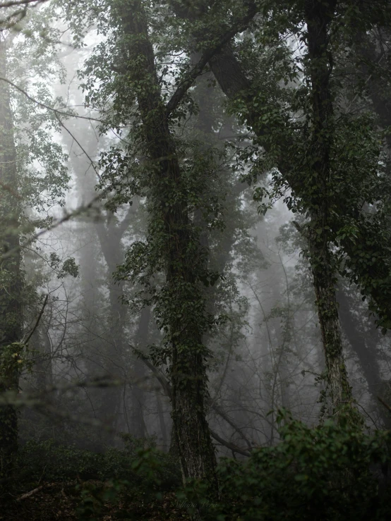 a forest filled with lots of trees covered in fog, ((trees)), dark photograph, vines hanging from trees, foggy photo 8 k