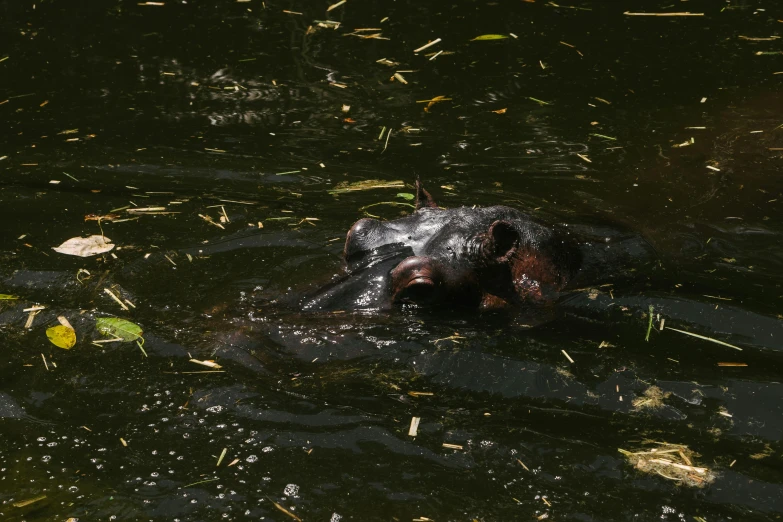 a black bear swimming in a body of water, tar pits, riding a hippo, 15081959 21121991 01012000 4k, alessio albi