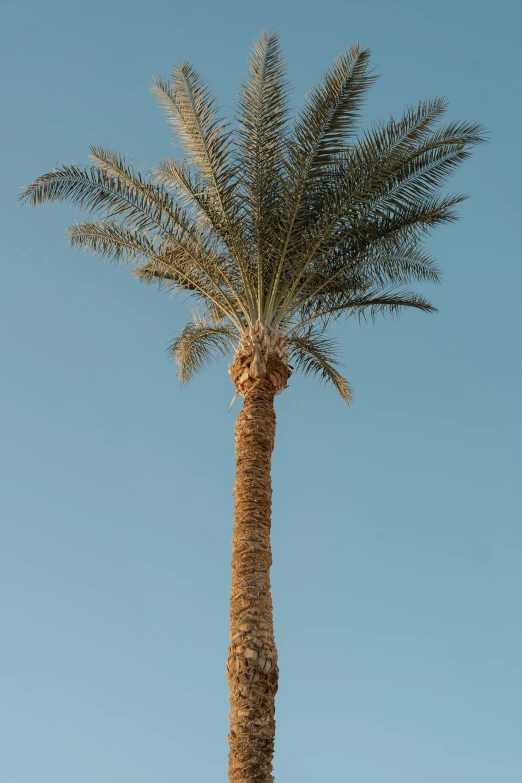 a palm tree with a blue sky in the background, unsplash, arabesque, ultra high pixel detail, full frame image, less detailing, early evening