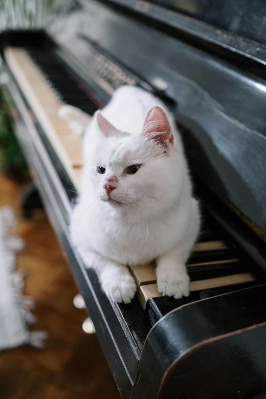 a white cat sitting on top of a piano