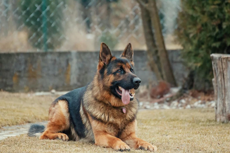 a dog that is laying down in the grass, german shepherd, instagram post, regal and proud robust woman, youtube thumbnail