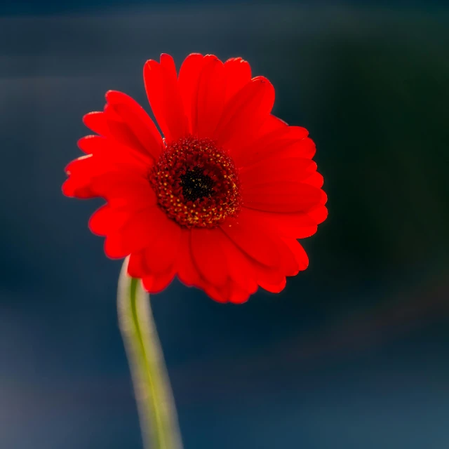 a red flower sitting on top of a green stem, by Jan Rustem, pexels contest winner, medium format. soft light, giant daisy flower over head, color ( sony a 7 r iv, portrait of a small