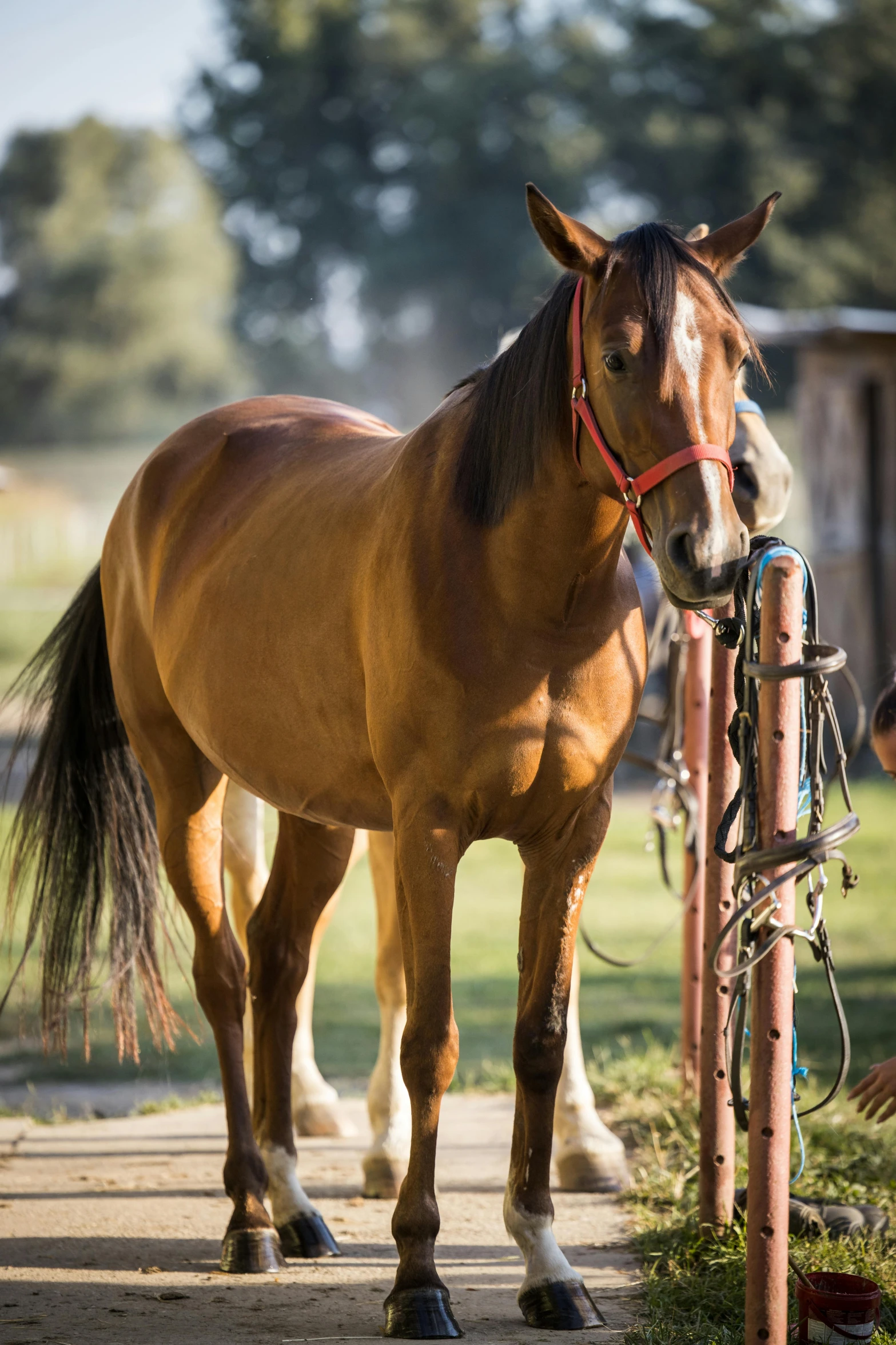 a brown horse standing next to a fence, profile image