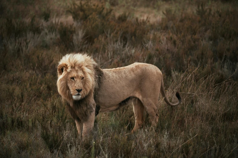 a lion standing on top of a lush green field, a portrait, pexels contest winner, loin cloth, lachlan bailey, kris kuksi, loyal