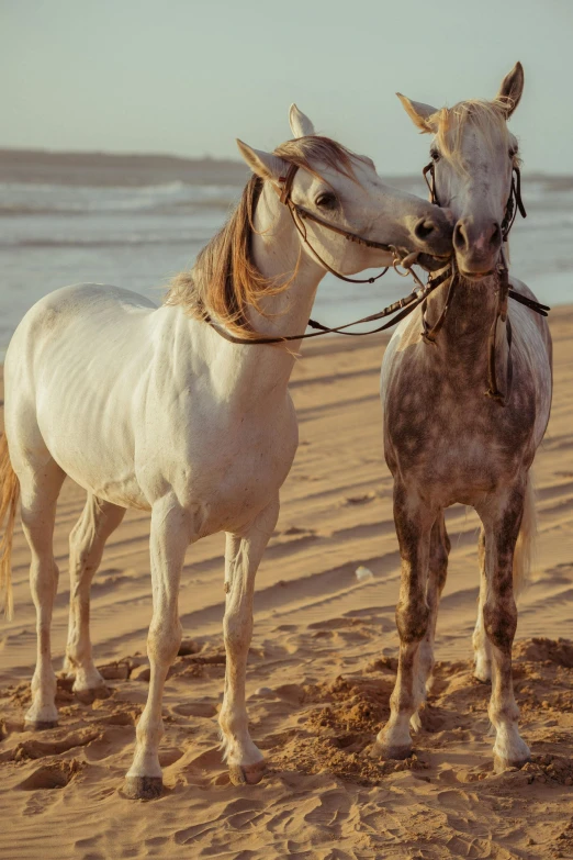 a couple of horses standing on top of a sandy beach, trending on pexels, renaissance, arab, romantic lead, white, 1 4 8 0 s