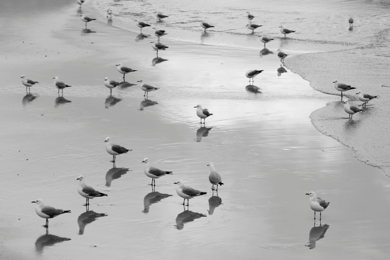 a flock of birds standing on top of a beach next to the ocean, a black and white photo, pexels, reflection puddles, birds eye photograph, seagull, harmony of