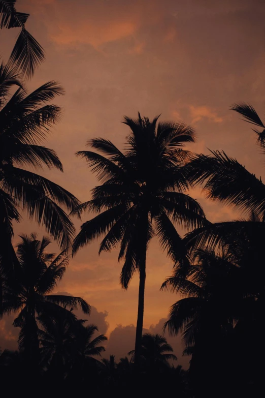 palm trees are silhouetted against a sunset sky, inspired by Elsa Bleda, unsplash, renaissance, sri lanka, brown, 35mm photo