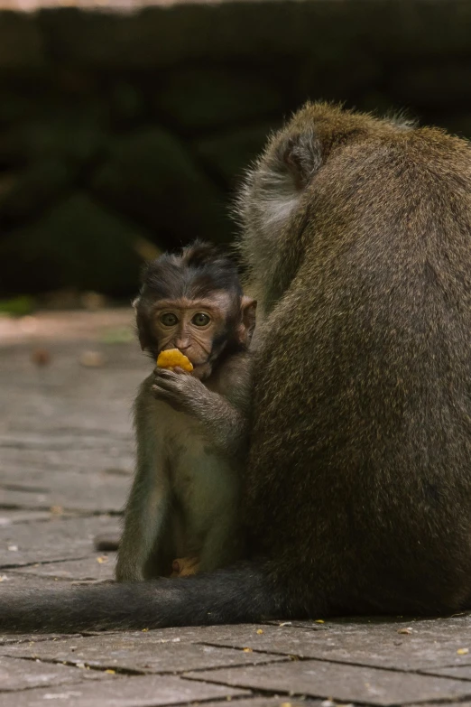 a monkey sitting on the ground next to a baby monkey, by Basuki Abdullah, pexels contest winner, having a snack, orange fluffy belly, grey, slide show