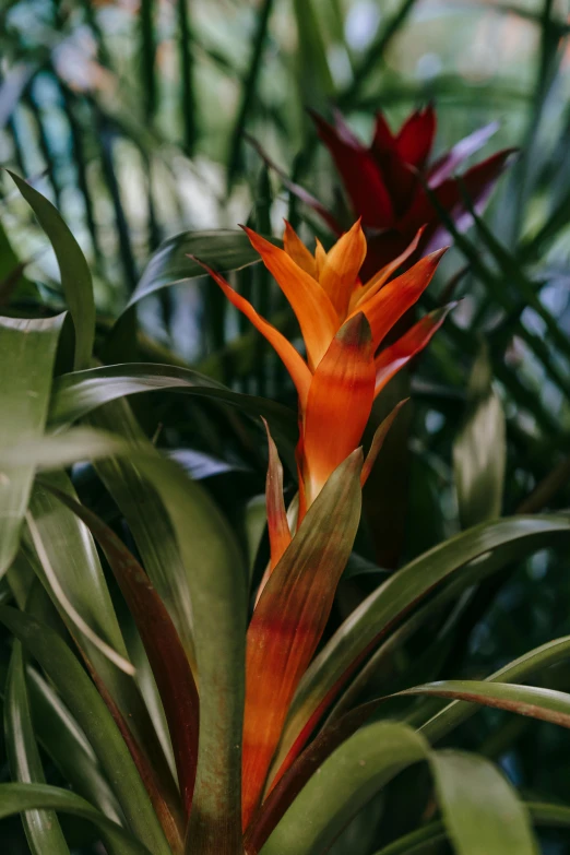 a close up of a flower on a plant, lush jungle, birds of paradise, orange plants, lit from the side