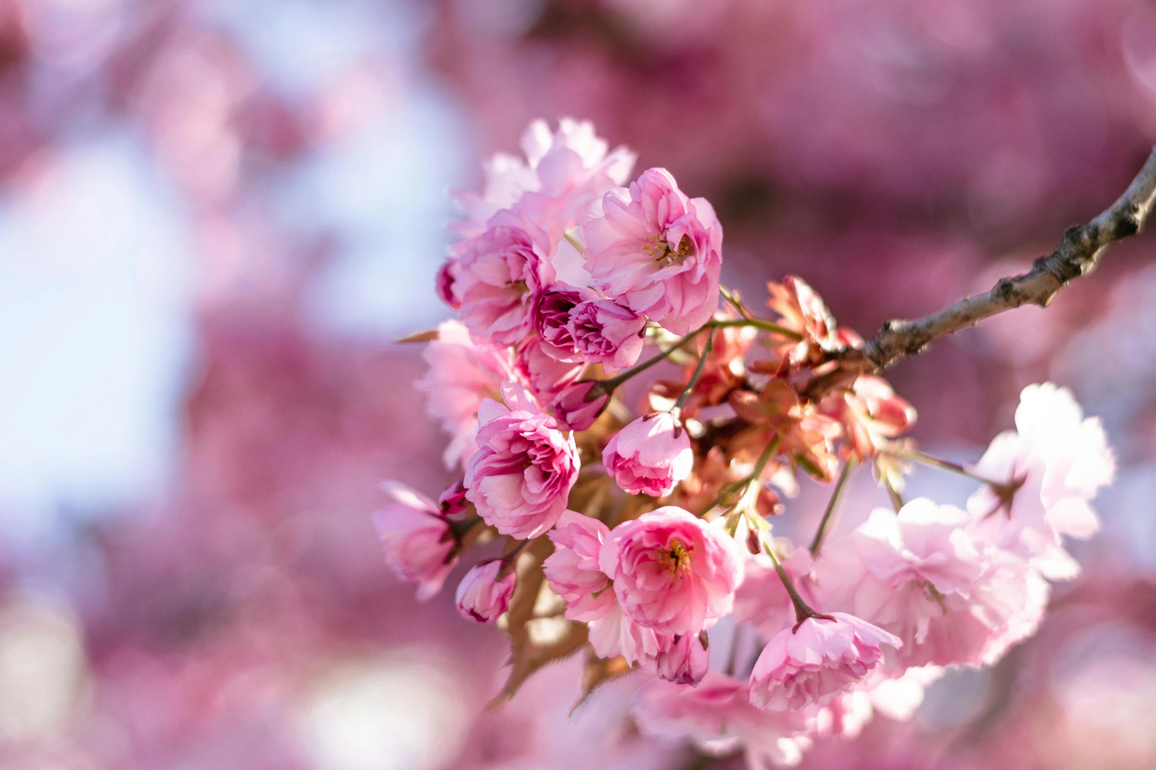 a close up of some pink flowers on a tree, by Niko Henrichon, trending on unsplash, fan favorite, sakura, no cropping, various posed