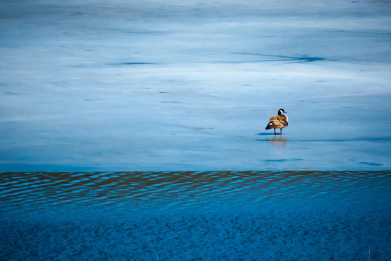 a couple of birds standing on top of a body of water, by Jan Tengnagel, unsplash contest winner, minimalism, blue ice, subject= duck, sitting alone, marsh