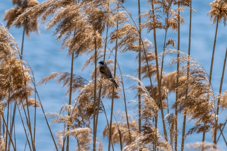 a bird sitting on top of some tall grass, by Jan Tengnagel, unsplash contest winner, renaissance, branches and foliage, flax, contest winner 2021, shoreline