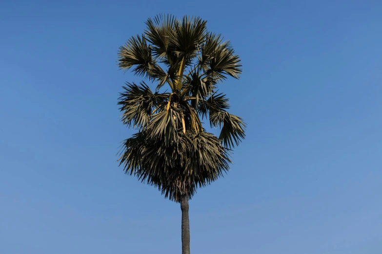 a tall palm tree sitting on top of a lush green field, unsplash, hurufiyya, cloudless blue sky, indore, portrait image