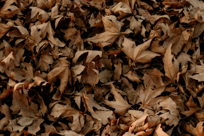 a red fire hydrant sitting on top of a pile of leaves, an album cover, by Attila Meszlenyi, trending on pexels, brown color palette, made of leaves, full frame image, moist brown carpet