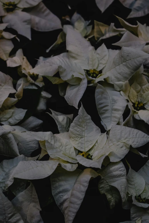 a close up of a bunch of white poinsettis, an album cover, by Attila Meszlenyi, trending on unsplash, dark. no text, dappled, 1 6 x 1 6, 15081959 21121991 01012000 4k