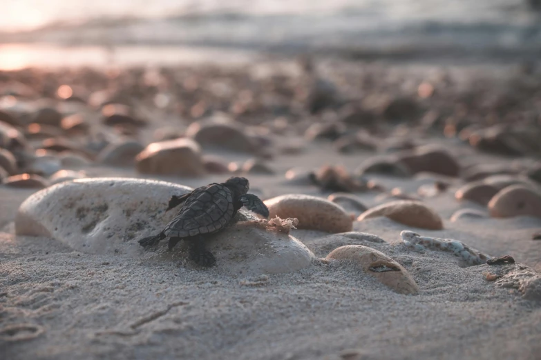 a turtle laying on top of a sandy beach, by Adam Marczyński, pexels contest winner, hatching, late afternoon, sustainable materials, on a pale background