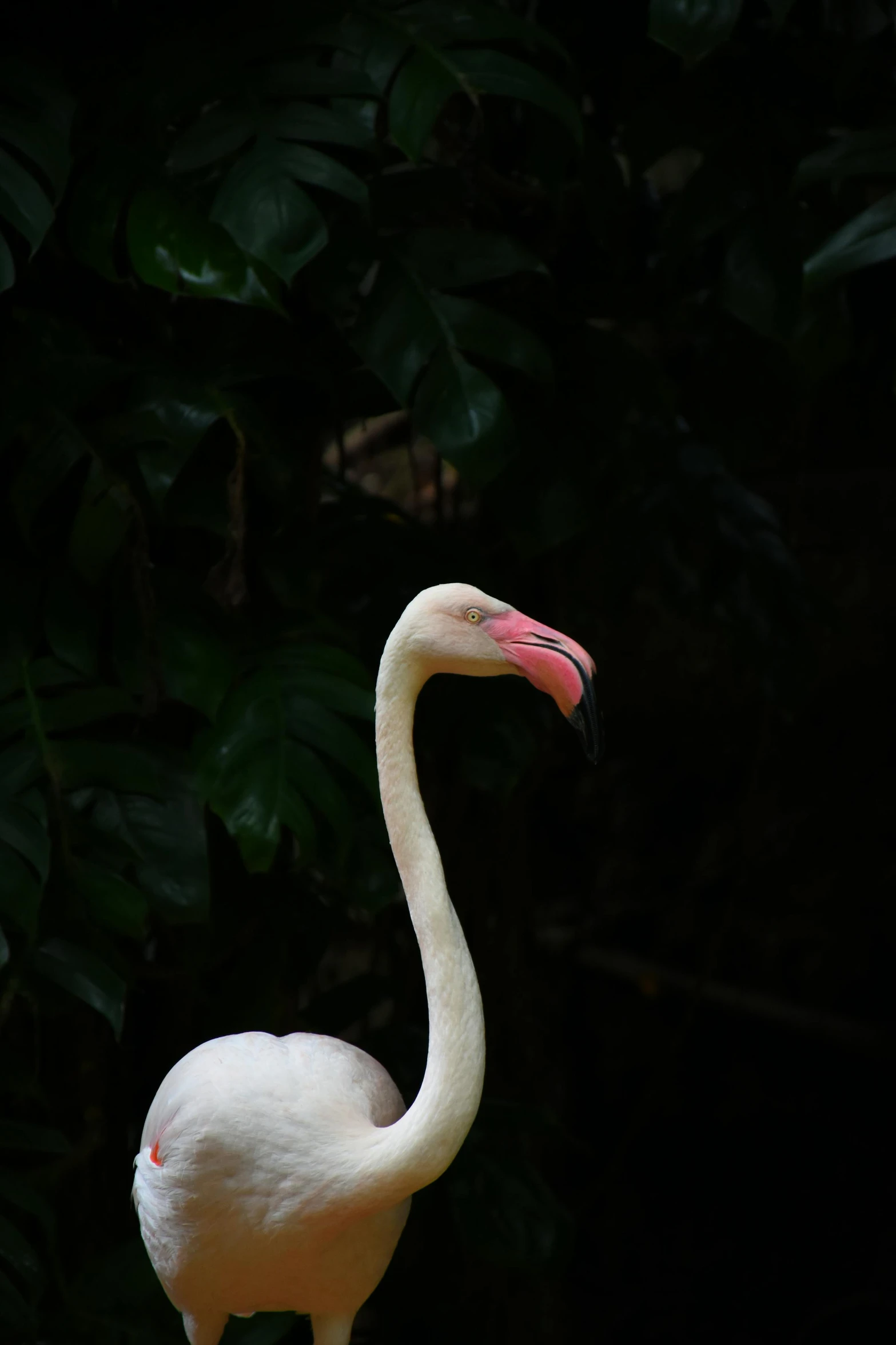 a white flamingo standing in front of a bush, facing the camera