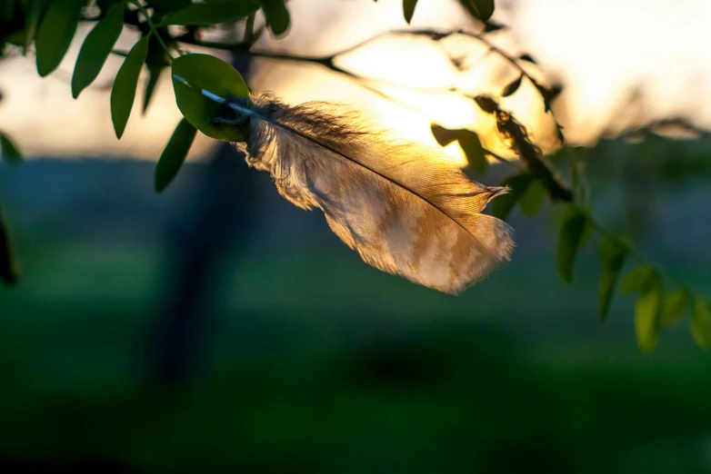 a feather hanging from a tree branch at sunset, trending on pexels, hurufiyya, pale green backlit glow, angelic, max dennison, flattened