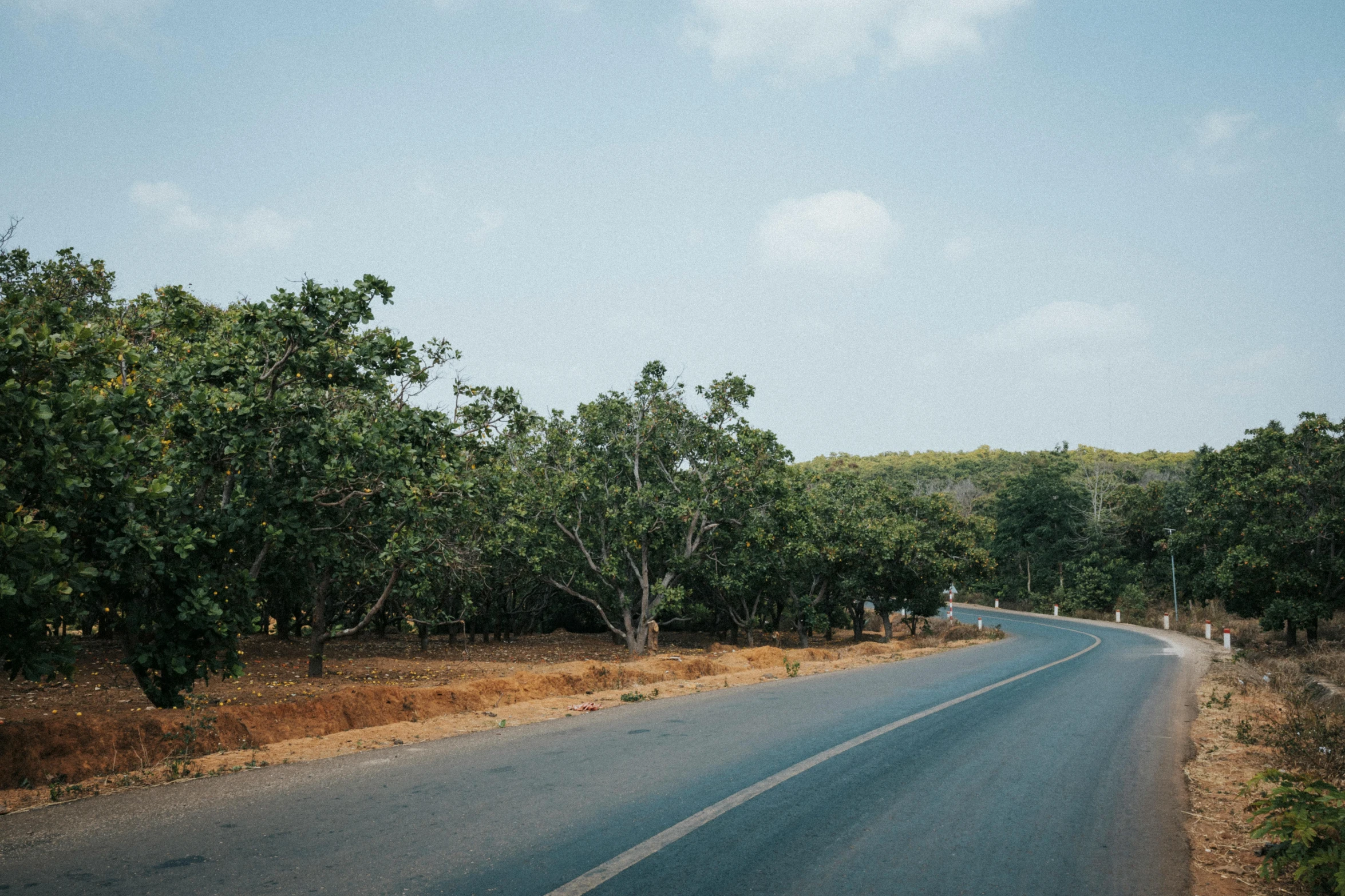 a couple of cows standing on the side of a road, an album cover, pexels contest winner, samikshavad, baobab trees, wide roads, dense with greenery, slightly minimal