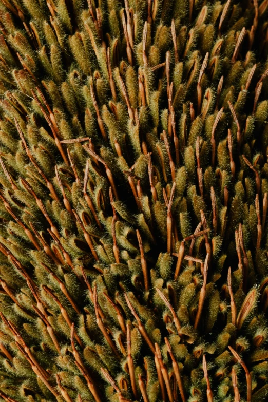 a close up of a bunch of plants, a macro photograph, inspired by Andreas Gursky, trending on pexels, hurufiyya, made of cactus spines, kelp, aerial, high - resolution photograph