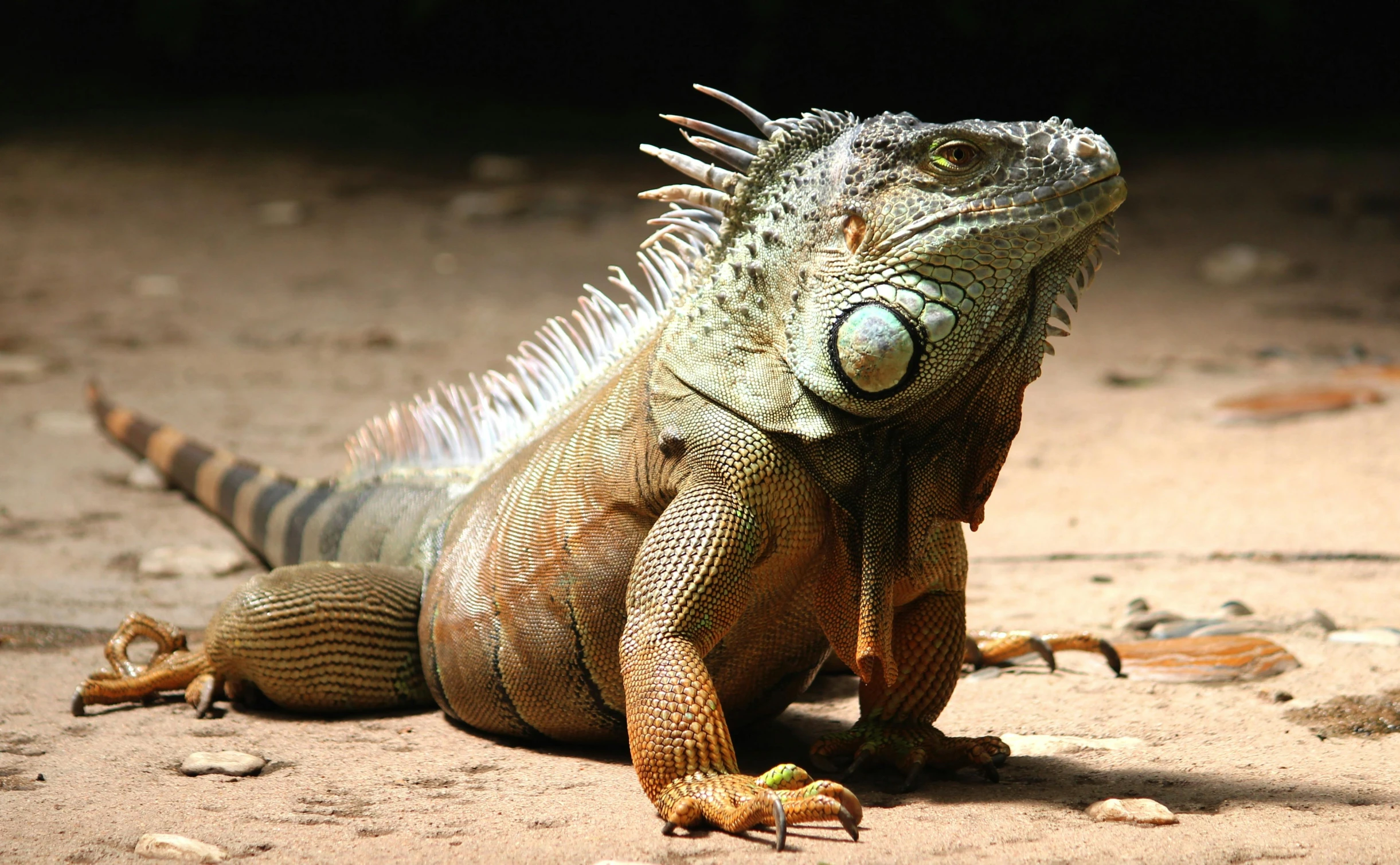 a large lizard sitting on top of a sandy ground, by Elizabeth Durack, pexels contest winner, iguana, lion fish, smug smirk, he is a long boi ”