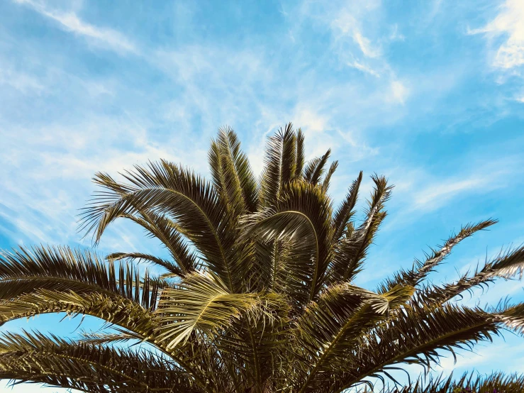 a palm tree in front of a blue sky, by Carey Morris, pexels contest winner, hurufiyya, sustainable materials, holiday, summer feeling, instagram post