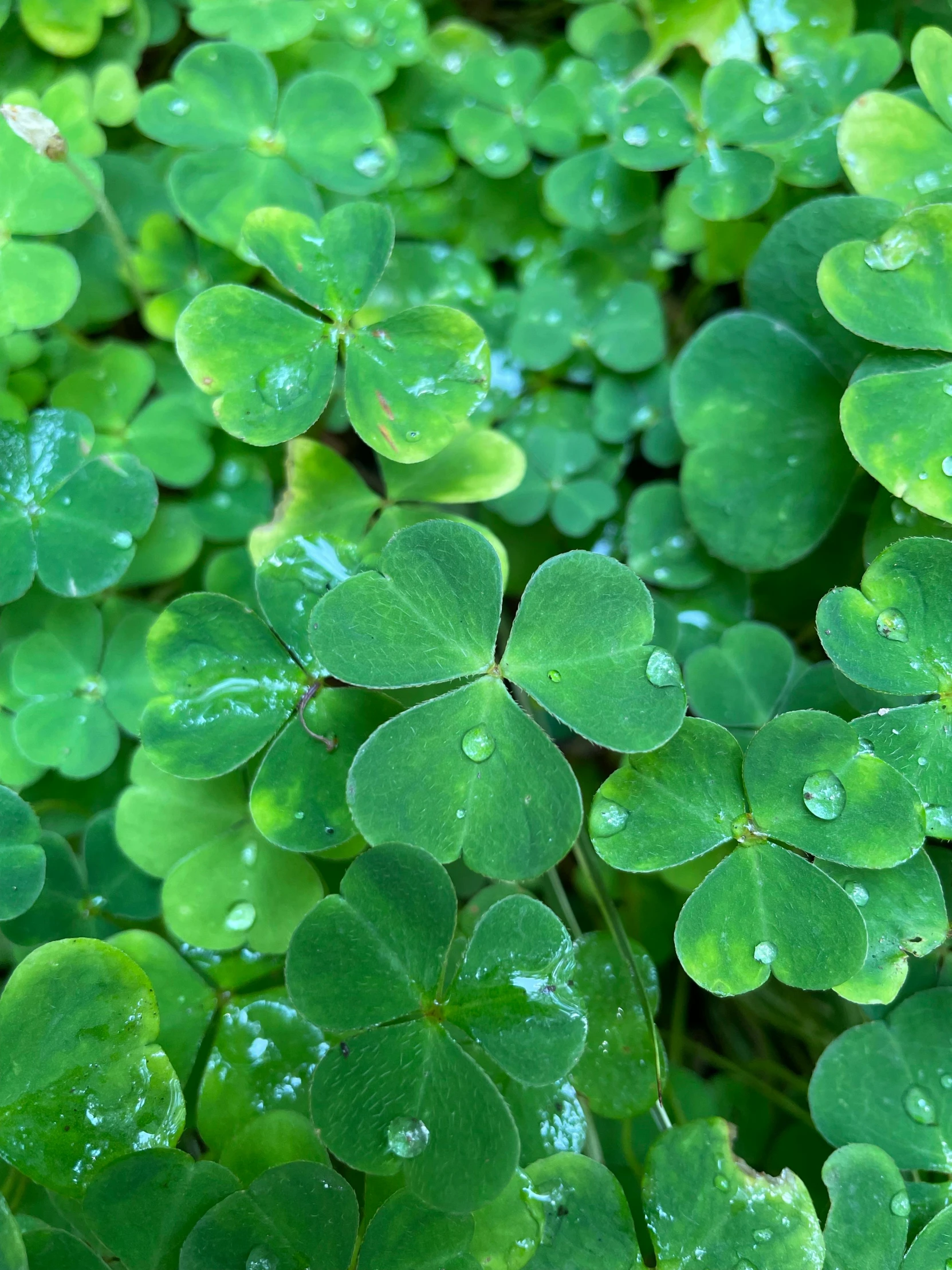 a bunch of green leaves with water droplets on them, background full of lucky clovers, promo image, up-close, medium-shot