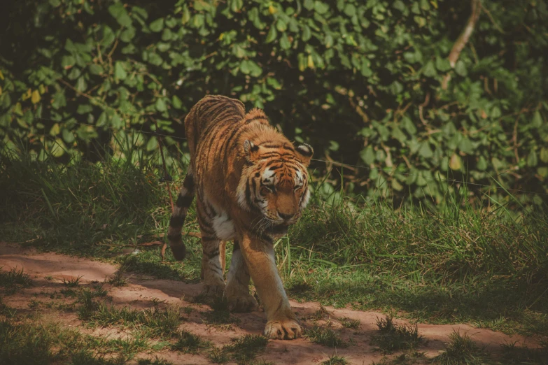 a tiger walking across a lush green field, pexels contest winner, 🦩🪐🐞👩🏻🦳, on forest jungle path, aggressive pose, aged 2 5