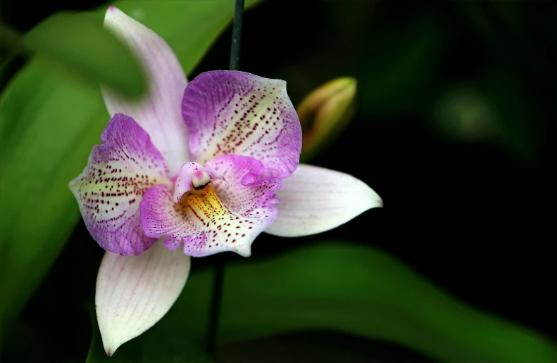 a close up of a flower on a plant, by Gwen Barnard, pexels contest winner, hurufiyya, an orchid flower, white and purple, large exotic flowers, full 8k high quality resolution