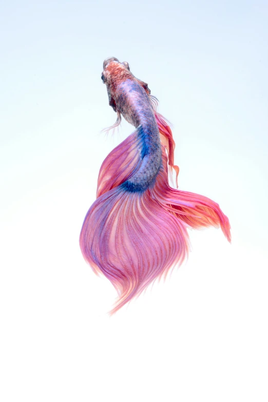 a fish that is flying through the air, by Rachel Reckitt, trending on pexels, hyperrealism, ombre purple and pink hairstyle, an afghan male type, mane, tail