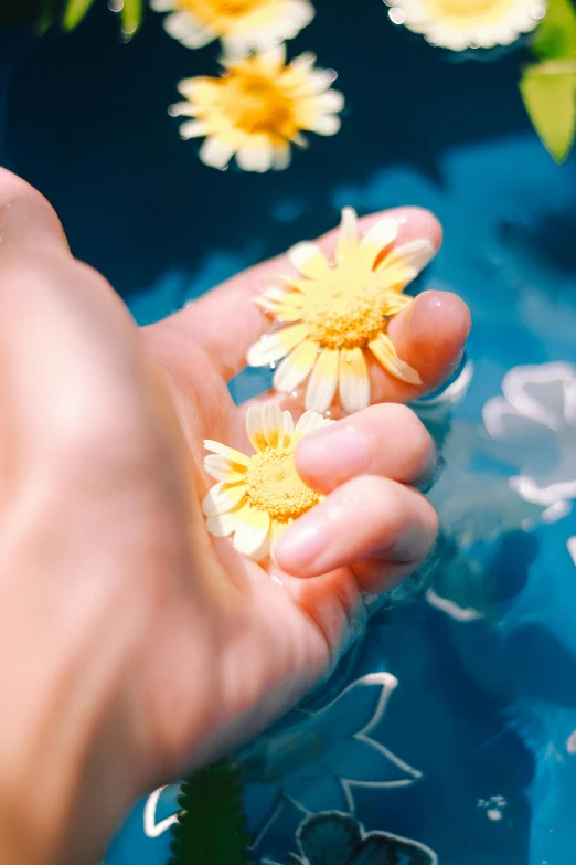 a person holding flowers in a bowl of water, blue and yellow theme, reaching out to each other, zoomed in, lying on a bed of daisies