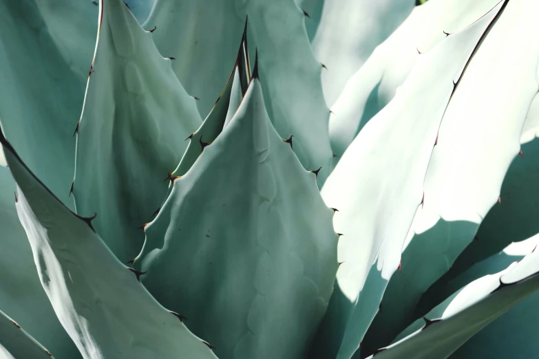 a close up of a blue agave plant, a screenshot, inspired by Elsa Bleda, pexels contest winner, pale cyan and grey fabric, glossy white metal, architectural and tom leaves, sage green